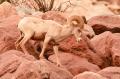 Desert Bighorn Sheep-5963.jpg
